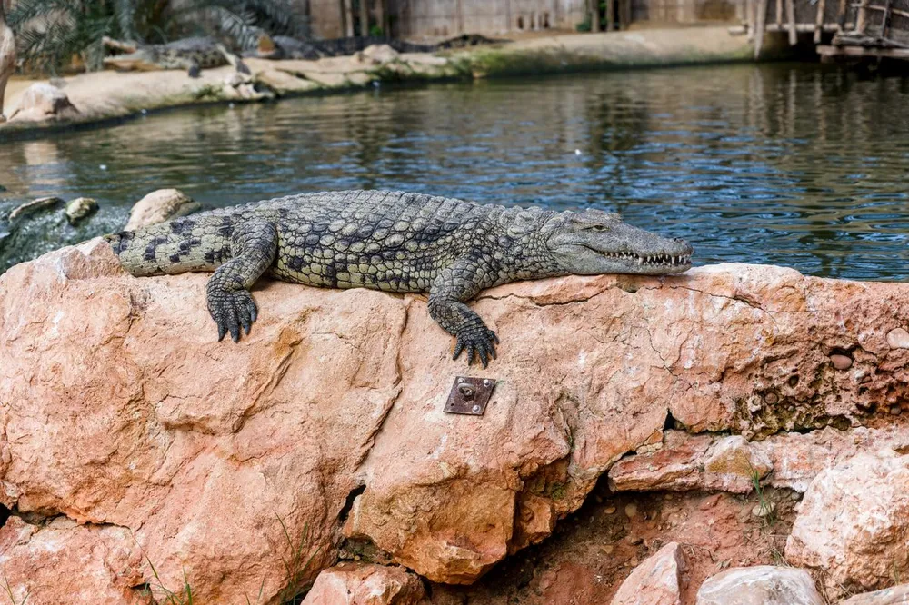 Crocodile at Crocoparc