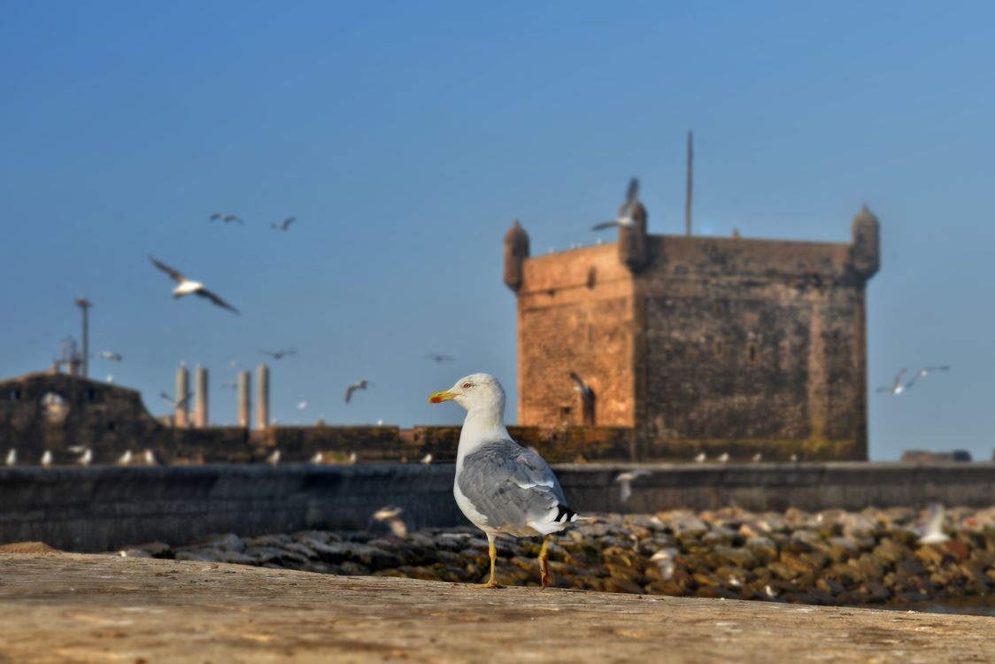 A seagull sitting near the ocean in Essaouira