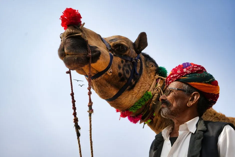 Group of tourists riding camels in the Palmeraie