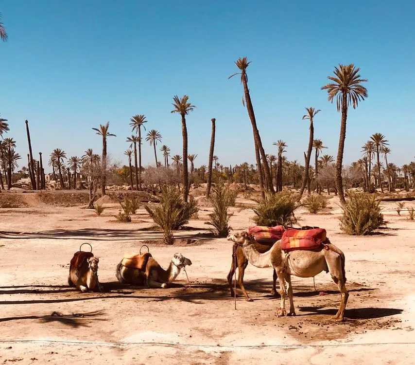 A line of camels walking through the Palmeraie palm grove